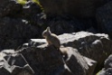 Southern Viscacha [0652] 13-jul-2012 (West Andes, Marcapomacochas)