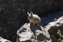 Southern Viscacha [0653] 13-jul-2012 (West Andes, Marcapomacochas)