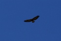 Variable Hawk [0580] 13-jul-2012 (West Andes, Marcapomacochas)