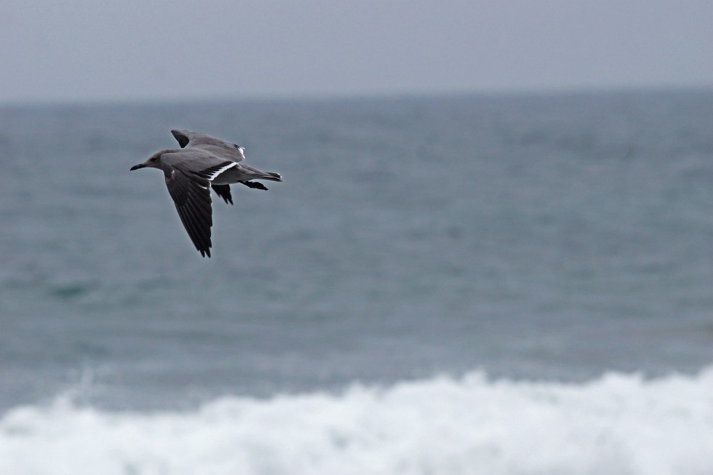 Gray Gull [1143] 14-jul-2012 (Pantanos de Villa, Lima).JPG - Grijze Meeuw [Leucopphaeus modestus]
