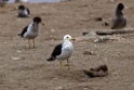 Belcher`s Gull [1057] 14-jul-2012 (Pantanos de Villa, Lima)