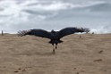 Black Vulture [1118] 14-jul-2012 (Pantanos de Villa, Lima)