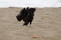 Black Vulture [1127] 14-jul-2012 (Pantanos de Villa, Lima)