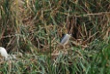 Black-crowned Night-Heron [1071] 14-jul-2012 (Pantanos de Villa, Lima)