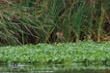Black-crowned Night-Heron [1086] 14-jul-2012 (Pantanos de Villa, Lima)