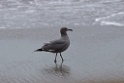 Gray Gull [1023] 14-jul-2012 (Pantanos de Villa, Lima)