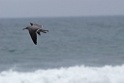 Gray Gull [1143] 14-jul-2012 (Pantanos de Villa, Lima)