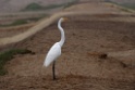 Great Egret [1080] 14-jul-2012 (Pantanos de Villa, Lima)