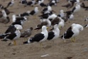 Kelp Gull [1039] 14-jul-2012 (Pantanos de Villa, Lima)