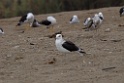 Kelp Gull [1055] 14-jul-2012 (Pantanos de Villa, Lima)