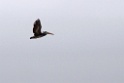 Peruvian Pelican [1034] 14-jul-2012 (Pantanos de Villa, Lima)