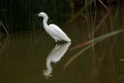 Snowy Egret [0947] 14-jul-2012 (Pantanos de Villa, Lima)