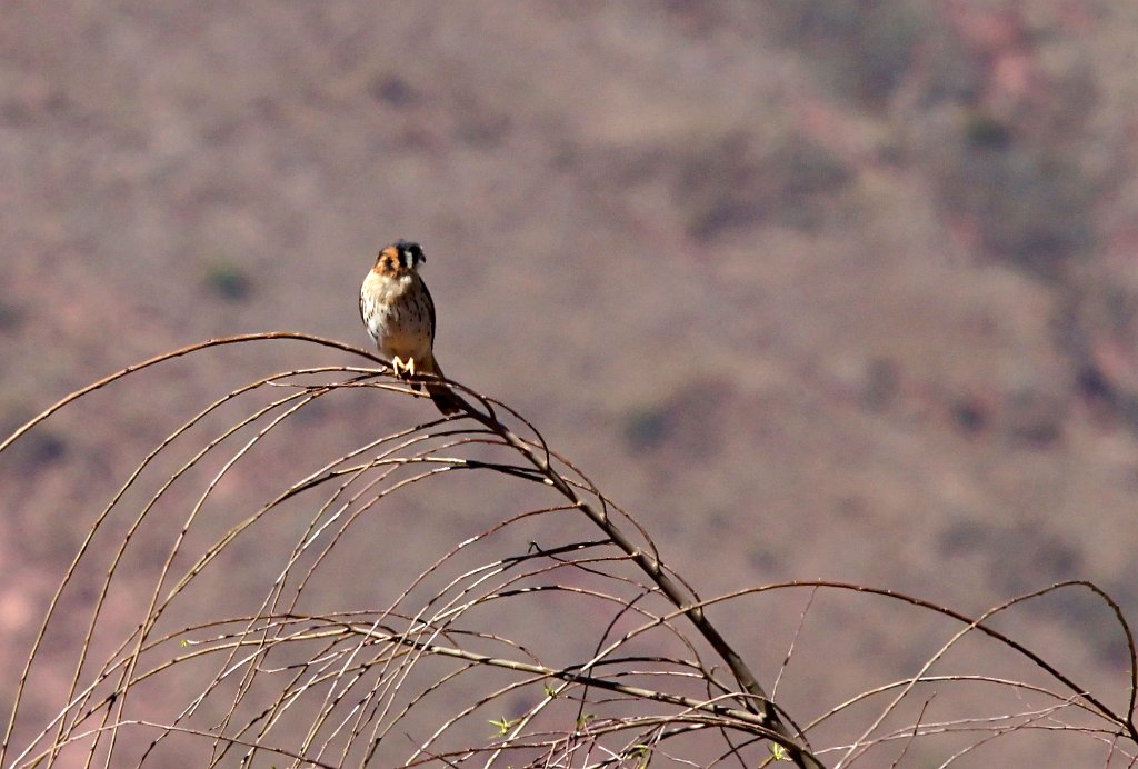 American Kestrel [1277] 15-jul-2012 (Huacarpay, Cusco).JPG - Amerikaanse Torenvalk [Falco sparverius]