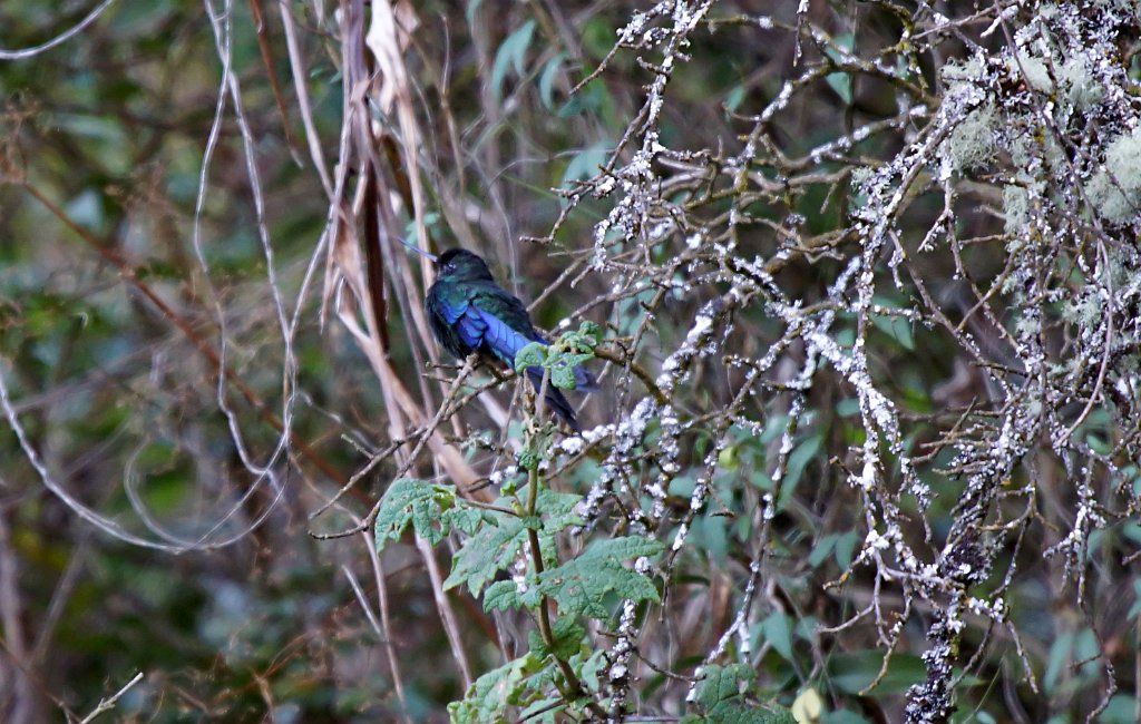 Great Sapphirewing [1319] 15-jul-2012 (Oost Andes, Ollantaytambo).JPG - Saffiervleugelkolibrie [Pterophanes cyanopterus]