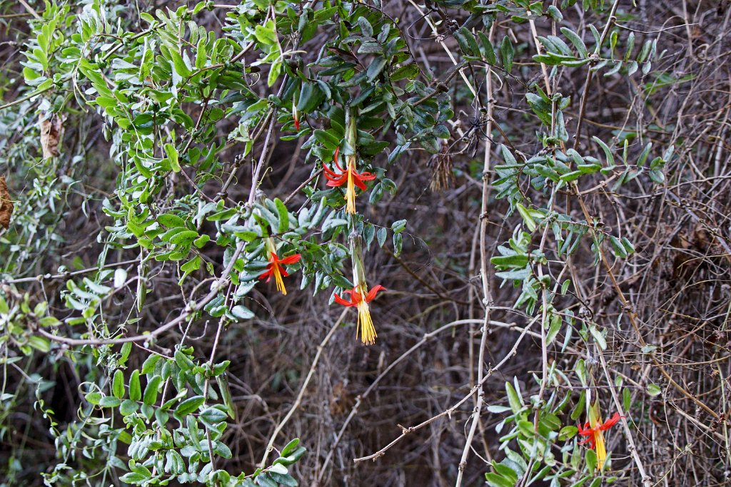 Struik [1321] 15-jul-2012 (Oost Andes, Ollantaytambo).JPG - Struik [Plantae sp.]