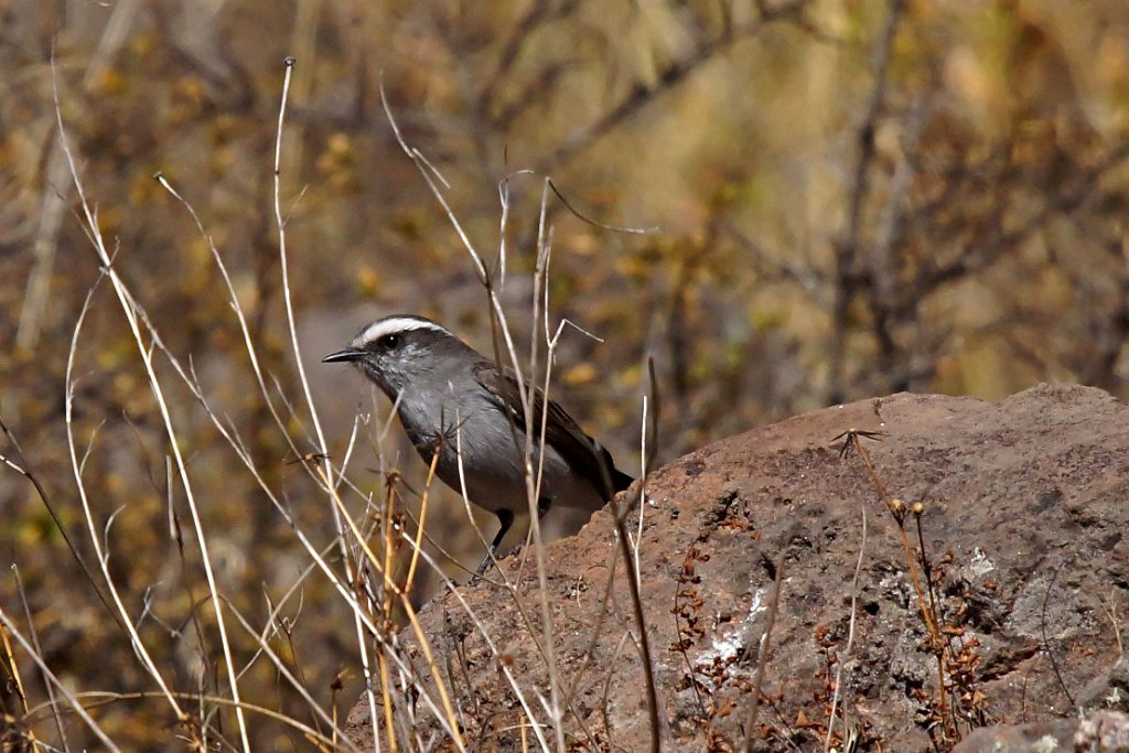 White-browed Chat-Tyrant [1253] 15-jul-2012 (Huacarpay, Cusco).JPG - Witbrauwtapuittiran [Ochthoeca leucophrys]