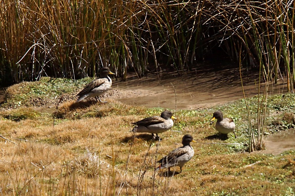 Yellow-billed Teal [1271] 15-jul-2012 (Huacarpay, Cusco).JPG - Chileense Taling [Anas flavirostris]