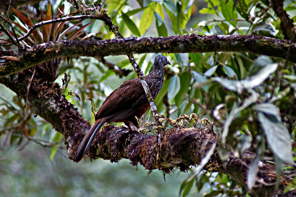Andean Guan [1550] 16-jul-2012 (Oost Andes, Machu Pichu).JPG - Andessjakohoen [Penelope montagnii]