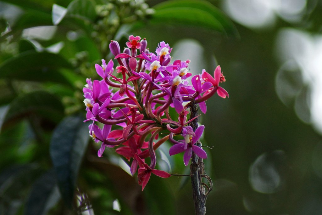 Orchidee [1511] 16-jul-2012 (Oost Andes, Machu Pichu).JPG - Orchidee [Orchidaceae]