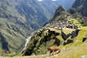 Machu Pichu [1449] 16-jul-2012 (Oost Andes, Machu Pichu)