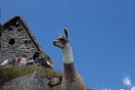 Machu Pichu [1473] 16-jul-2012 (Oost Andes, Machu Pichu)