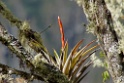 Plant [1505] 16-jul-2012 (Oost Andes, Machu Pichu)