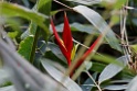 Plant [1523] 16-jul-2012 (Oost Andes, Machu Pichu)