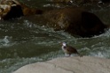 Torrent Duck [1388] 16-jul-2012 (Oost Andes, Aguas Calientes)