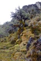 Landschap [1678] 17-jul-2012 (Oost Andes, Abra Malaga Pas)