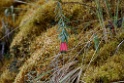 Plant [1677] 17-jul-2012 (Oost Andes, Abra Malaga Pas)