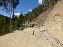 Boom op de weg [1817] 18-jul-2012 (Oost Andes, NP Manu)