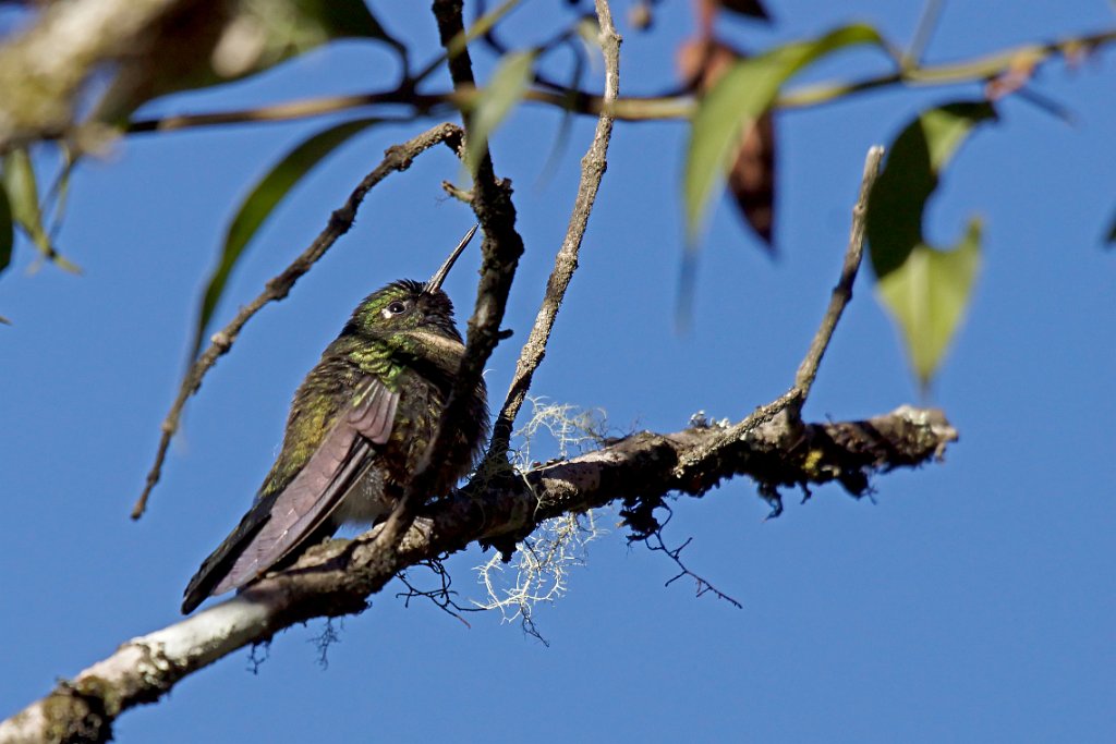 Amethyst-throated Sunangel [1921] 19-jul-2012 (NP Manu, Wayqecha Cloud Forest Research Center).JPG - Amethistzonnekolibrie [Heliangelus amethysticollis]