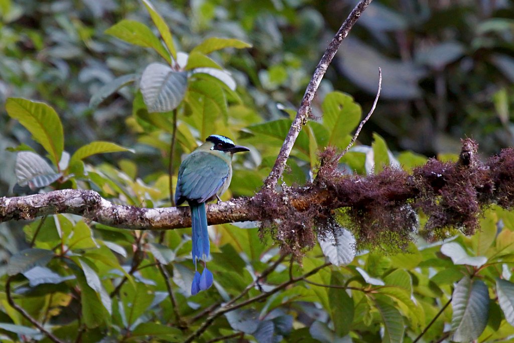 Highland Motmot [2016] 19-jul-2012 (Oost Andes, NP Manu).JPG - Hooglandmotmot [Momotus aequatorialis]