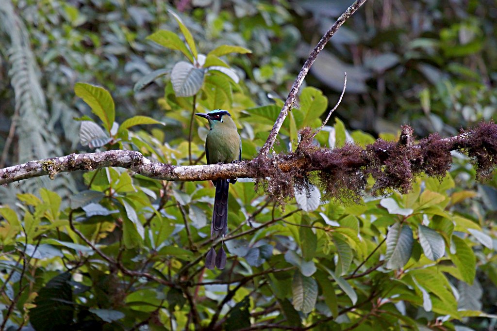 Highland Motmot [2019] 19-jul-2012 (Oost Andes, NP Manu).JPG - Hooglandmotmot [Momotus aequatorialis]