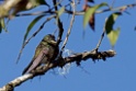 Amethyst-throated Sunangel [1921] 19-jul-2012 (NP Manu, Wayqecha Cloud Forest Research Center)