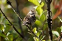 Rufous-collared Sparrow [1958] 19-jul-2012 (NP Manu, Wayqecha Cloud Forest Research Center)