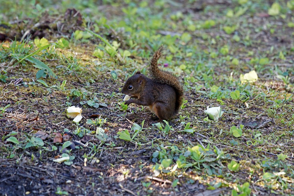 Bolivian Squirrel [2165] 20-jul-2012 (NP Manu, Cock of the Rock Lodge).jpg - Boliviaanse Eekhoorn [Sciurus ignitus]