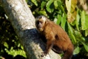 Brown Capuchin Monkey [2098] 20-jul-2012 (NP Manu, Oost Andes)