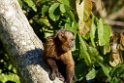 Brown Capuchin Monkey [2099] 20-jul-2012 (Oost Andes, NP Manu)