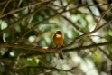 Cinnamon Flycatcher [2214] 20-jul-2012 (Oost Andes, NP Manu)