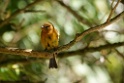 Cinnamon Flycatcher [2216] 20-jul-2012 (Oost Andes, NP Manu)
