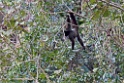 Common Woolly Monkey [2303] 20-jul-2012 (Oost Andes, NP Manu)