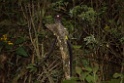 Lyre-tailed Nightjar [2311] 20-jul-2012 (Oost Andes, NP Manu)