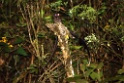 Lyre-tailed Nightjar [3801] 20-jul-2012 (NP Manu, Oost Andes)