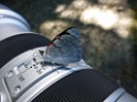 Vlinder [2222] 20-jul-2012 (Oost Andes, NP Manu)