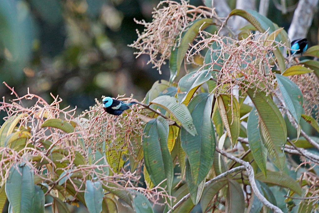 Blue-necked Tanager [2334] 21-jul-2012 (NP Manu, Cock of the Rock Lodge).jpg - Azuurkoptangare [Tangara cyanicollis]