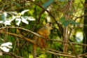 Common Squirrel Monkey [2407] 21-jul-2012 (NP Manu, Atalaya)