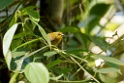 Golden-bellied Warbler [2380] 21-jul-2012 (NP Manu, Atalaya)