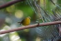 Golden-bellied Warbler [2387] 21-jul-2012 (NP Manu, Atalaya)
