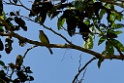 Golden-crowned Flycatcher [2363] 21-jul-2012 (NP Manu, Atalaya)